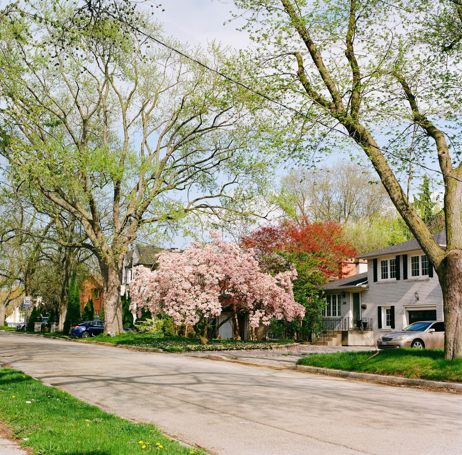 A tree-lined Toronto residential street in spring, with magnolias in bloom and two-storey houses